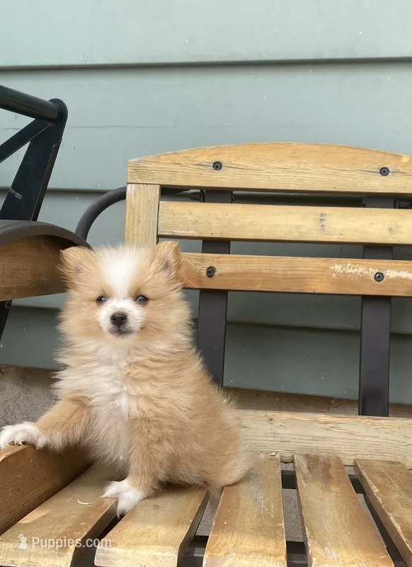 Logen – Pomeranian puppy for sale in Decatur, IN