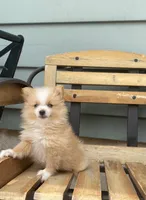 Logen, a male Pomeranian for sale in Decatur, IN – 1 of 6