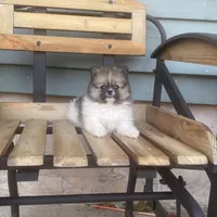 Luke , a male Pomeranian for sale in Decatur, IN – 2 of 6