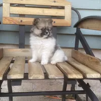 Luke , a male Pomeranian for sale in Decatur, IN – 6 of 6
