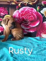 Rusty, a male Boxer for sale in Decatur, IN – 2 of 2