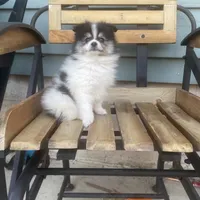 Dean , a male Pomeranian for sale in Decatur, IN – 3 of 3