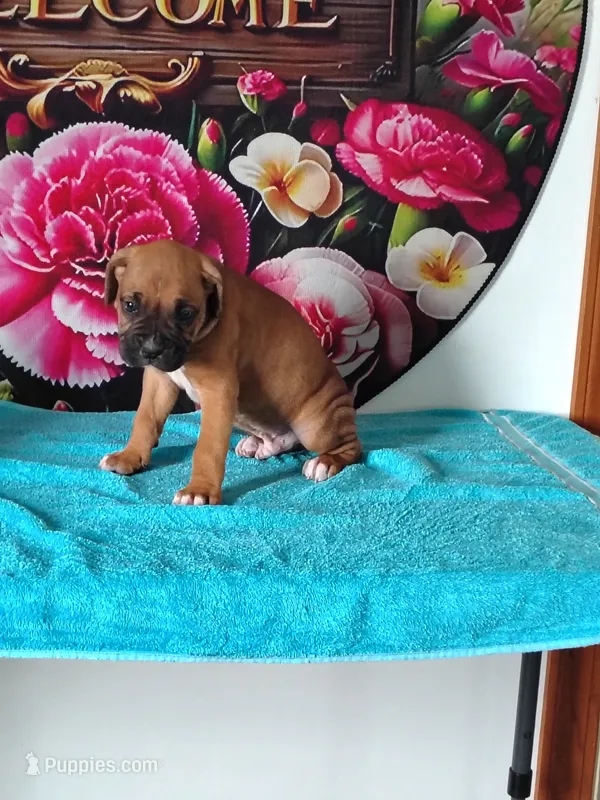 Rusty – Boxer puppy for sale in Decatur, IN