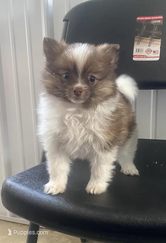 Rex – Pomeranian puppy for sale in Decatur, IN