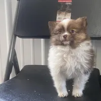 Rex, a male Pomeranian for sale in Decatur, IN – Photo 3 of 7