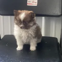 Rex, a male Pomeranian for sale in Decatur, IN – Photo 4 of 7