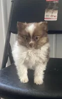 Rex, a male Pomeranian for sale in Decatur, IN – Photo 2 of 7