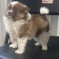 Rex, a male Pomeranian for sale in Decatur, IN – Photo 5 of 7