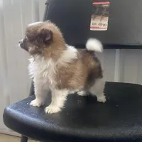 Rex, a male Pomeranian for sale in Decatur, IN – Photo 7 of 7