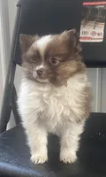Rex, a male Pomeranian for sale in Decatur, IN – Photo 6 of 7