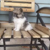 Luke , a male Pomeranian for sale in Decatur, IN – 5 of 6