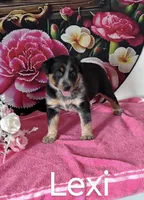 Lexi, a female Australian Cattle Dog and Australian Shepherd for sale in Decatur, IN – 4 of 4