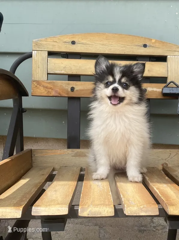 Dean  – Pomeranian puppy for sale in Decatur, IN