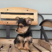 Lena, a female Chorkie for sale in Decatur, IN – 5 of 6