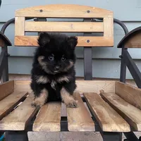 Ranger, a male Pomeranian for sale in Decatur, IN – 3 of 4