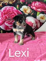 Lexi, a female Australian Cattle Dog and Australian Shepherd for sale in Decatur, IN – 3 of 4