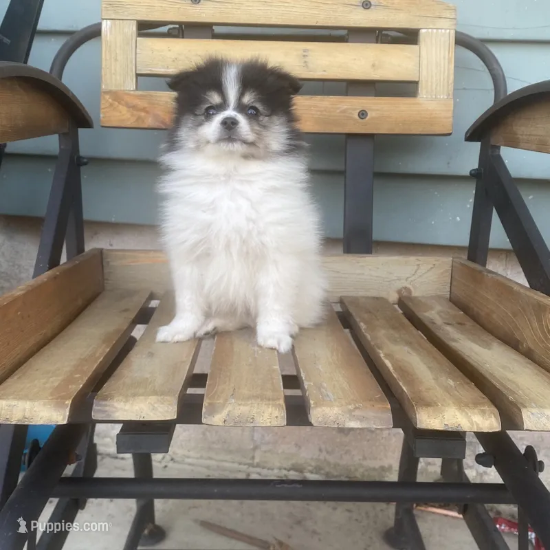 Dean  – Pomeranian puppy for sale in Decatur, IN