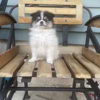 Dean , a male Pomeranian for sale in Decatur, IN – 1 of 3
