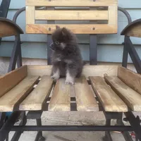 Bluey, a male Pomeranian for sale in Decatur, IN – 2 of 5