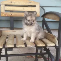 Lee, a male Pomeranian for sale in Decatur, IN – 4 of 5