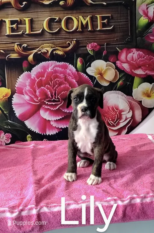 Lily – Boxer puppy for sale in Decatur, IN