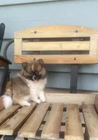 Lucky, a female Pomeranian for sale in Decatur, IN – 3 of 3