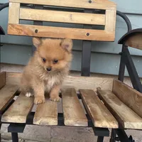 Rex, a male Pomeranian for sale in Decatur, IN – 3 of 6