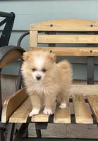 Logen, a male Pomeranian for sale in Decatur, IN – 3 of 6