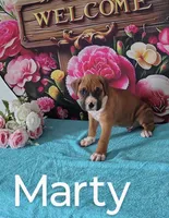Marty, a male Boxer for sale in Decatur, IN – 2 of 3