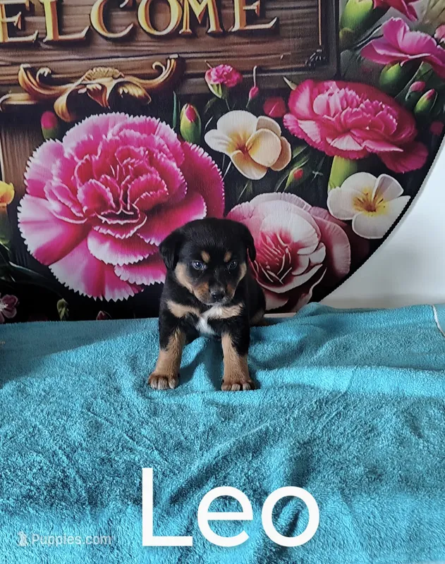 Leo – Australian Cattle Dog, Australian Shepherd puppy for sale in Decatur, IN
