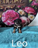 Leo, a male Australian Cattle Dog and Australian Shepherd for sale in Decatur, IN – 1 of 3
