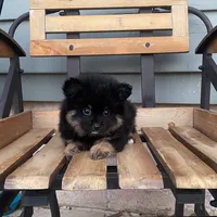 Ranger, a male Pomeranian for sale in Decatur, IN – 4 of 4