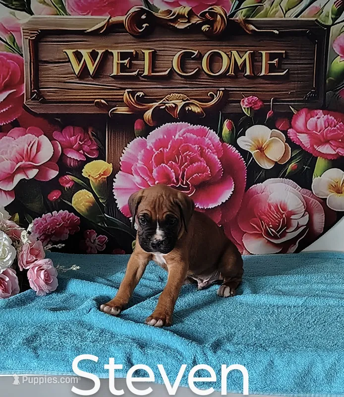 Steven – Boxer puppy for sale in Decatur, IN