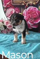 Mason, a male Australian Cattle Dog and Australian Shepherd for sale in Decatur, IN – 2 of 2