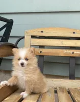 Logen, a male Pomeranian for sale in Decatur, IN – 5 of 6
