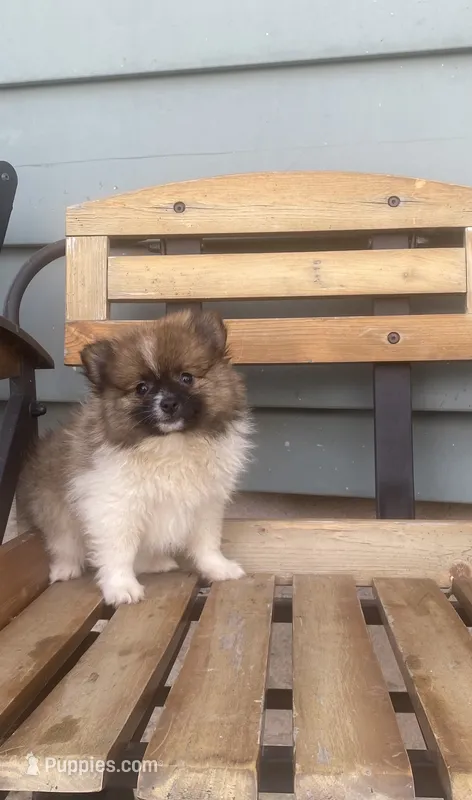 Lucky – Pomeranian puppy for sale in Decatur, IN
