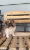 Lucky, a female Pomeranian for sale in Decatur, IN – 1 of 3