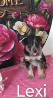 Lexi, a female Australian Cattle Dog and Australian Shepherd for sale in Decatur, IN – 1 of 4