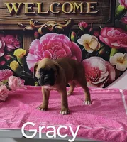 Gracy, a female Boxer for sale in Decatur, IN – 3 of 3