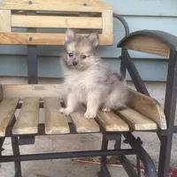 Lee, a male Pomeranian for sale in Decatur, IN – 5 of 5