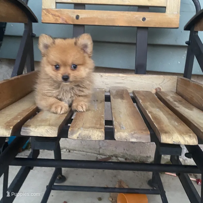 Rex – Pomeranian puppy for sale in Decatur, IN