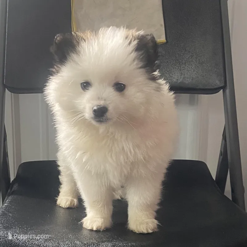 Ray – Pomeranian puppy for sale in Decatur, IN
