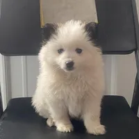 Ray, a male Pomeranian for sale in Decatur, IN – Photo 2 of 3