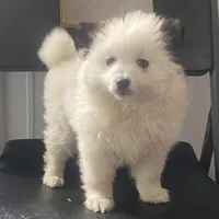 Ray, a male Pomeranian for sale in Decatur, IN – Photo 3 of 3