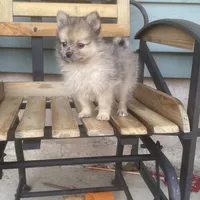 Lee, a male Pomeranian for sale in Decatur, IN – 3 of 5