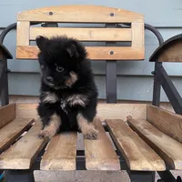 Ranger, a male Pomeranian for sale in Decatur, IN – 2 of 4
