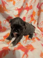 Bluey , a female Shih Tzu for sale in Bella Vista, AR – Photo 1 of 4