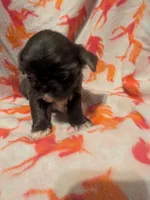 Bluey , a female Shih Tzu for sale in Bella Vista, AR – Photo 3 of 4