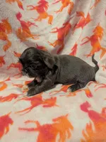 Bluey , a female Shih Tzu for sale in Bella Vista, AR – Photo 4 of 4