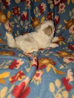 Sophie (AKC), a female Shih Tzu for sale in Bella Vista, AR – 2 of 5